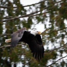 Bald Eagle in flight Brackendale BC Dec 2011
