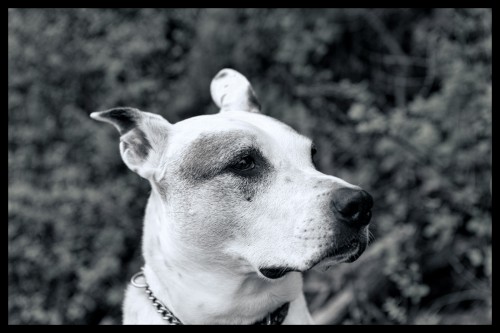 First photo taken with my Nikon D800, my dog Cedric