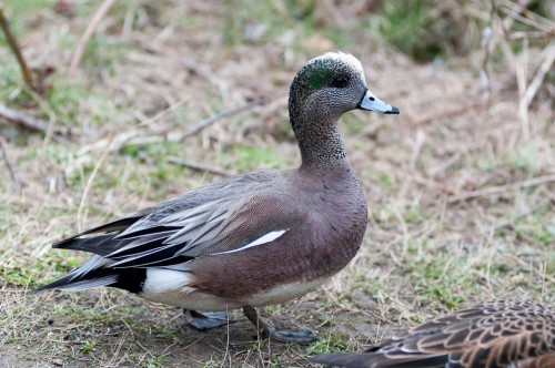 George C. Reifel Migratory Bird Sanctuary Duck