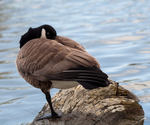 George C. Reifel Migratory Bird Sanctuary Sleeping Canada Goose