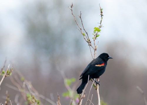 George C. Reifel Migratory Bird Sanctuary: Blackbird