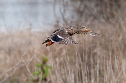 George C. Reifel Migratory Bird Sanctuary: Mallard in flight