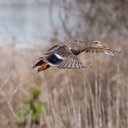 George C. Reifel Migratory Bird Sanctuary: Mallard in flight
