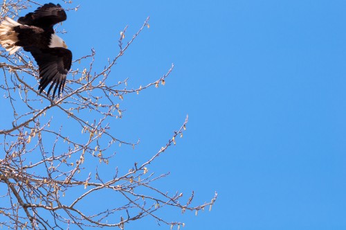 George C. Reifel Migratory Bird Sanctuary: bald eagle flying