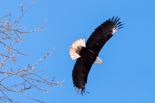 George C. Reifel Migratory Bird Sanctuary: bald eagle