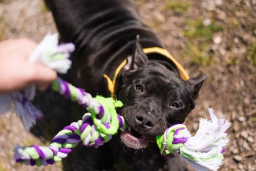 Vancouver Animal Control - Shelter Dogs - 2012-05-11 - Pit Bull