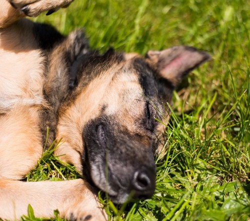 Vancouver Animal Control - Shelter Dogs - 2012-05-11 - German Shepherd