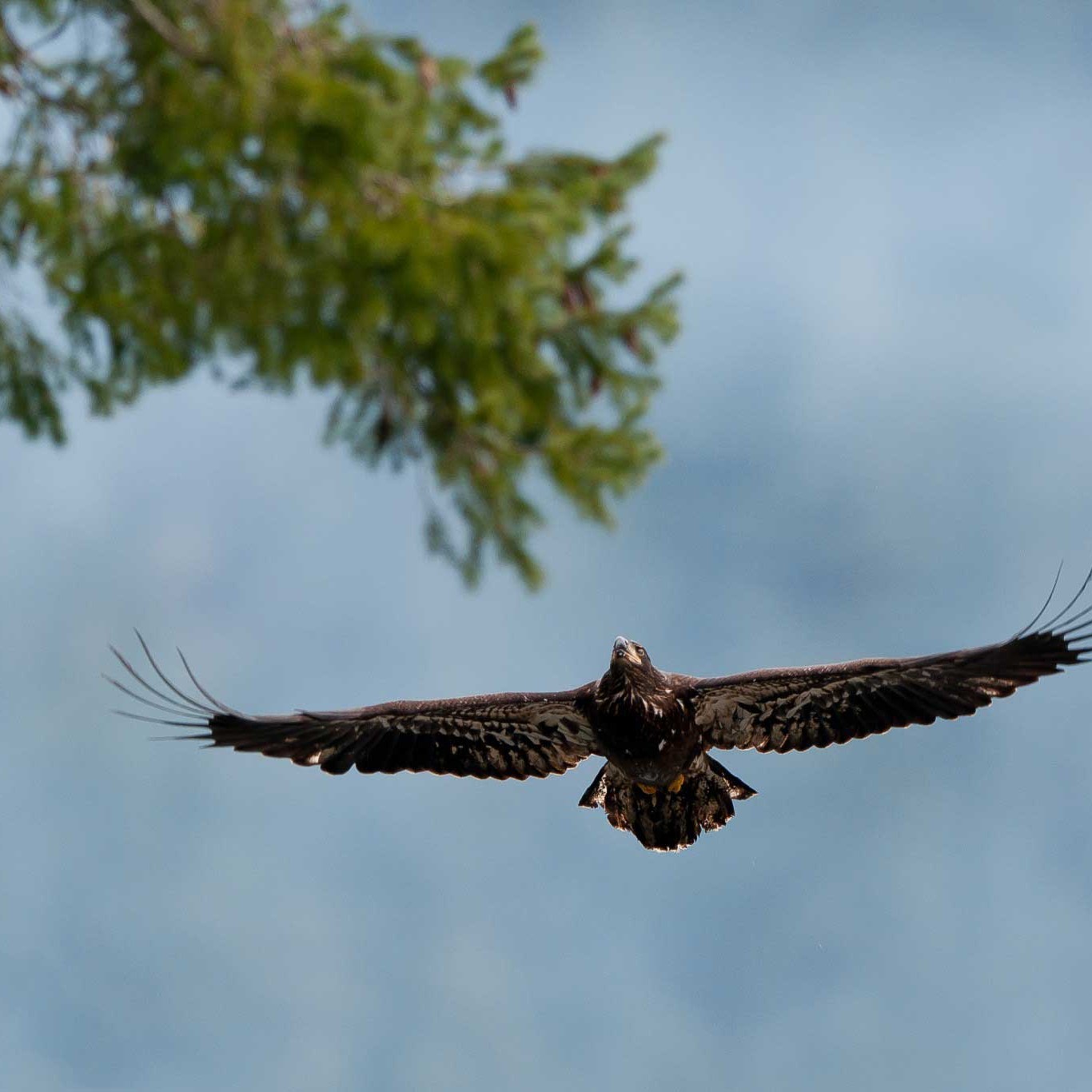 Juvenile Bald Eagle In Flight - Brackendale Eagles