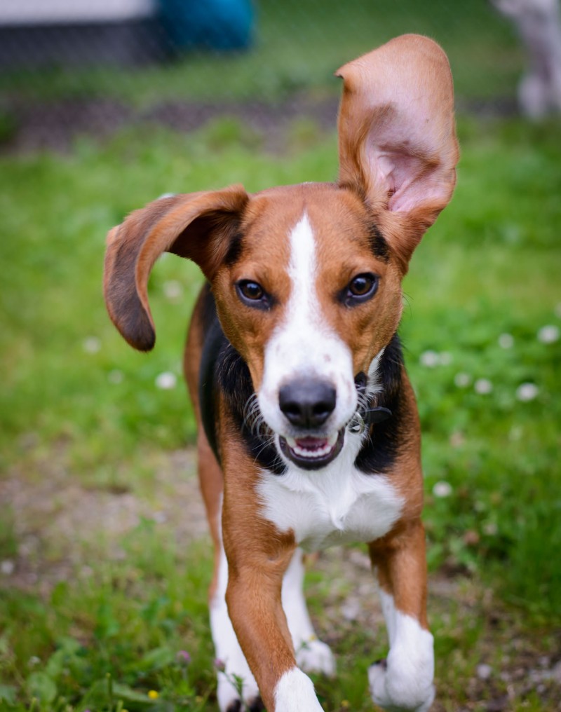 Shelter Dogs : 2012-06-23 : Beagle 1
