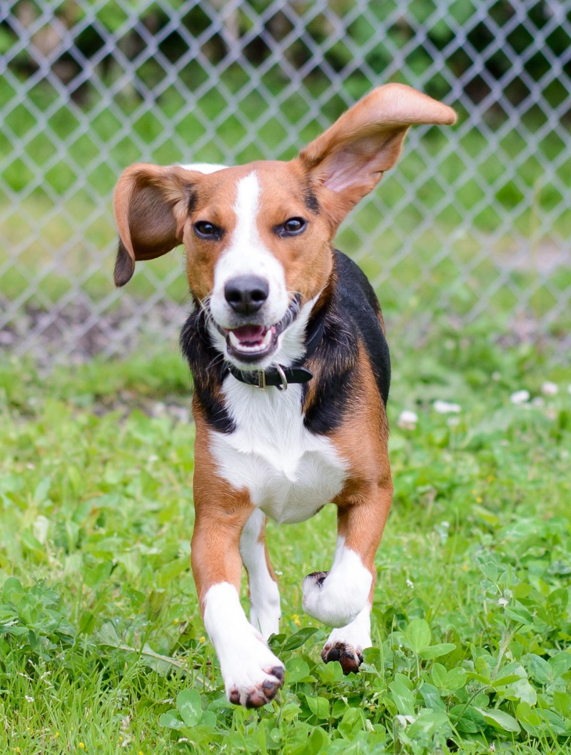 Shelter Dogs : 2012-06-23 : Beagle 2