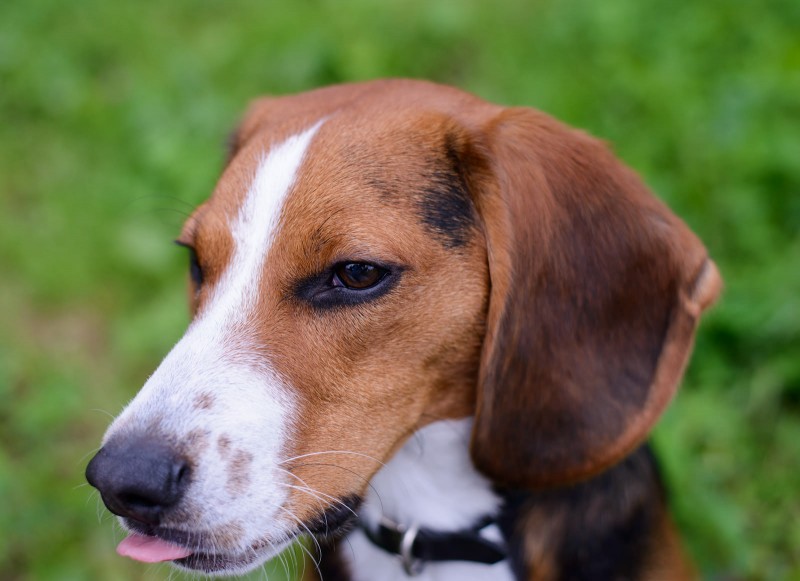 Shelter Dogs : 2012-06-23 : Beagle 3