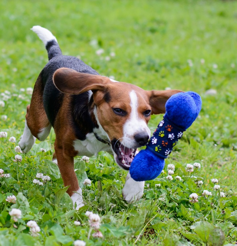 Shelter Dogs : 2012-06-23 : Beagle 4