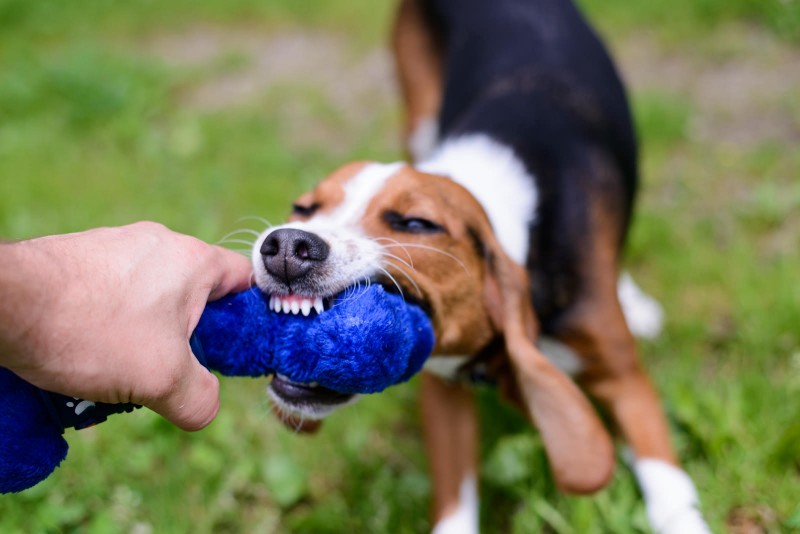 Shelter Dogs : 2012-06-23 : Beagle 5