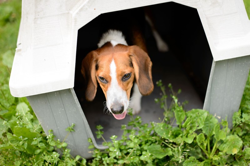 Shelter Dogs : 2012-06-23 : Hide