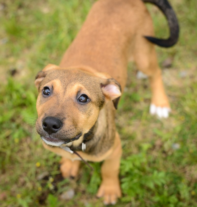 Shelter Dogs : 2012-06-23 : Puppy 2