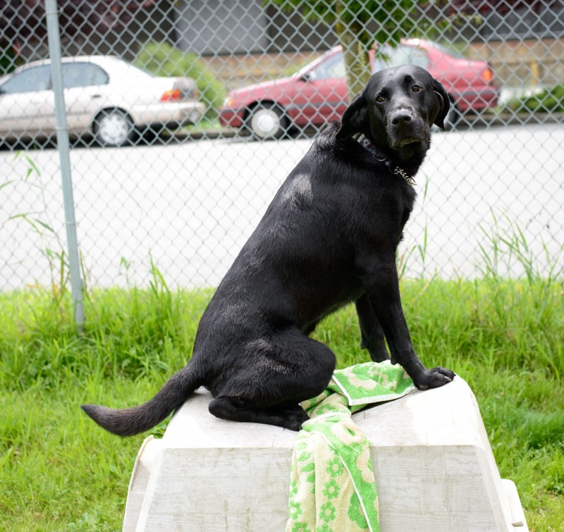 Shelter Dogs : 2012-06-23 : Black Lab dog house
