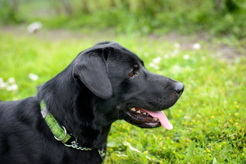 Shelter Dogs for Adoption : 2012-06-27 : Black Lab