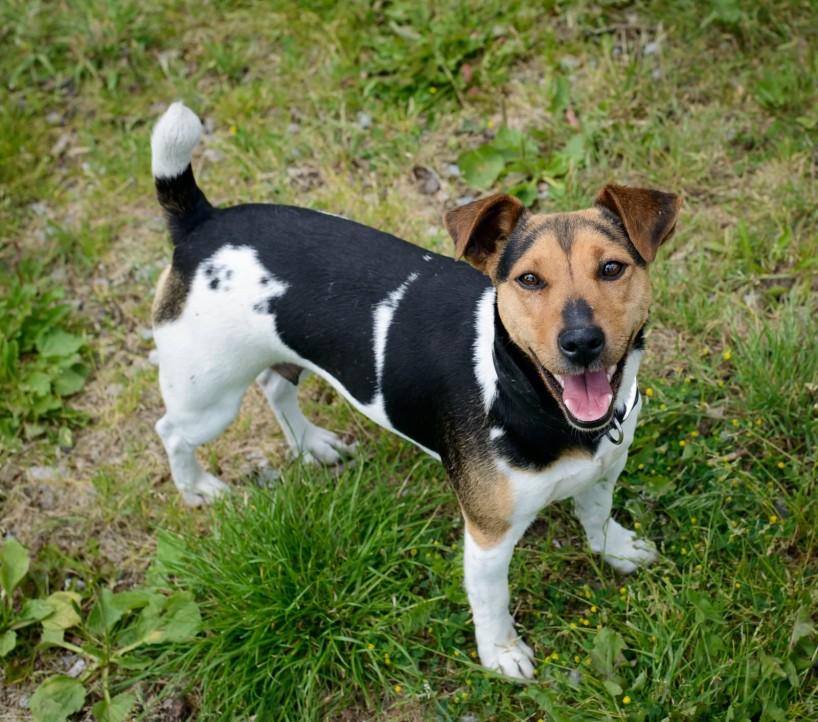 Shelter Dogs for Adoption : 2012-06-27 : Jack Russel Terrier