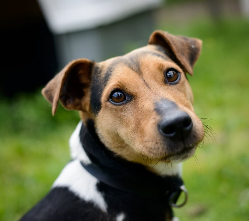 Shelter Dogs for Adoption : 2012-06-27 : Jack Russel Terrier 3