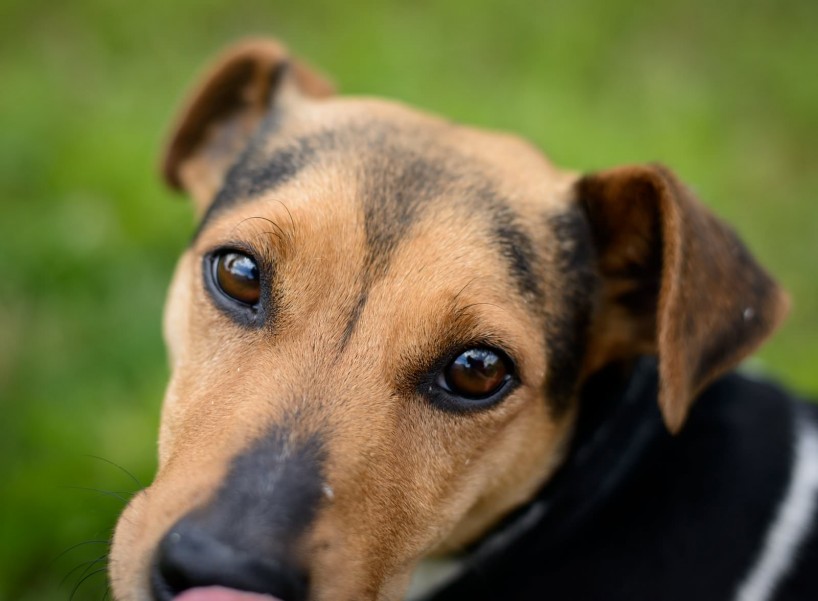 Shelter Dogs for Adoption : 2012-06-27 : Jack Russel Terrier 4