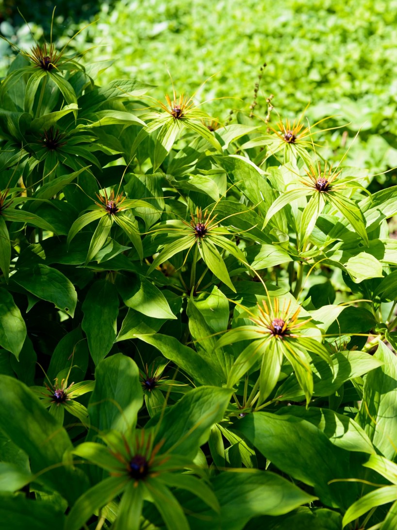 UBC Botanical Garden Flowers