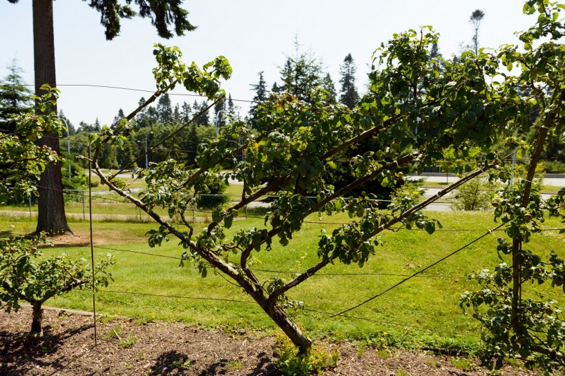 UBC Botanical Garden Fruit trees 2