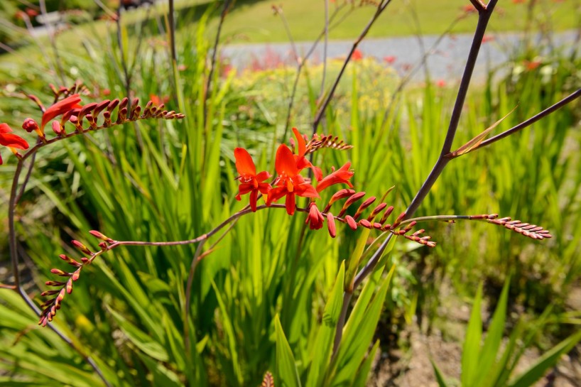 UBC Botanical Garden Crocosmia in Bloom