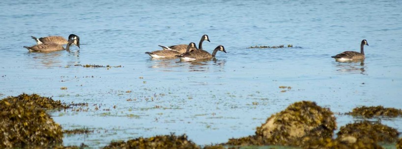 Acadia-Beach : 2012-07-10 : Geese