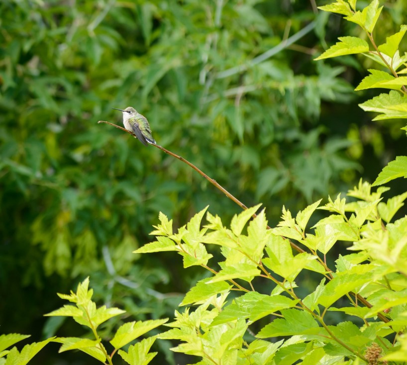 Alberta Visit Aug 2012 : Ruby-throated Hummingbird on Branch