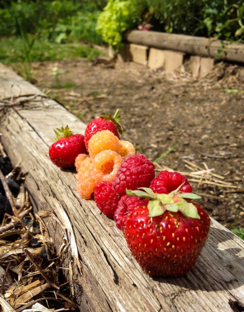 Alberta Visit Aug 2012 - strawberries and raspberries