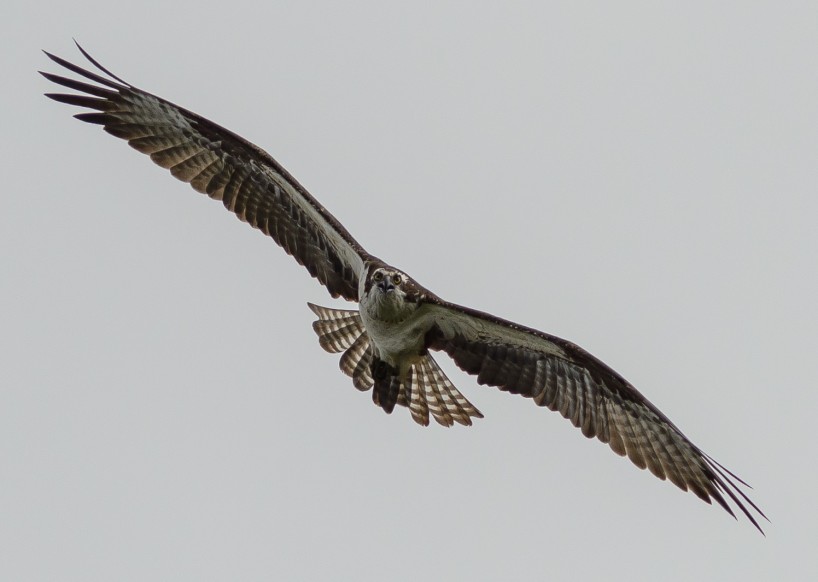 Alberta Visit Aug 2012 : Osprey in Flight
