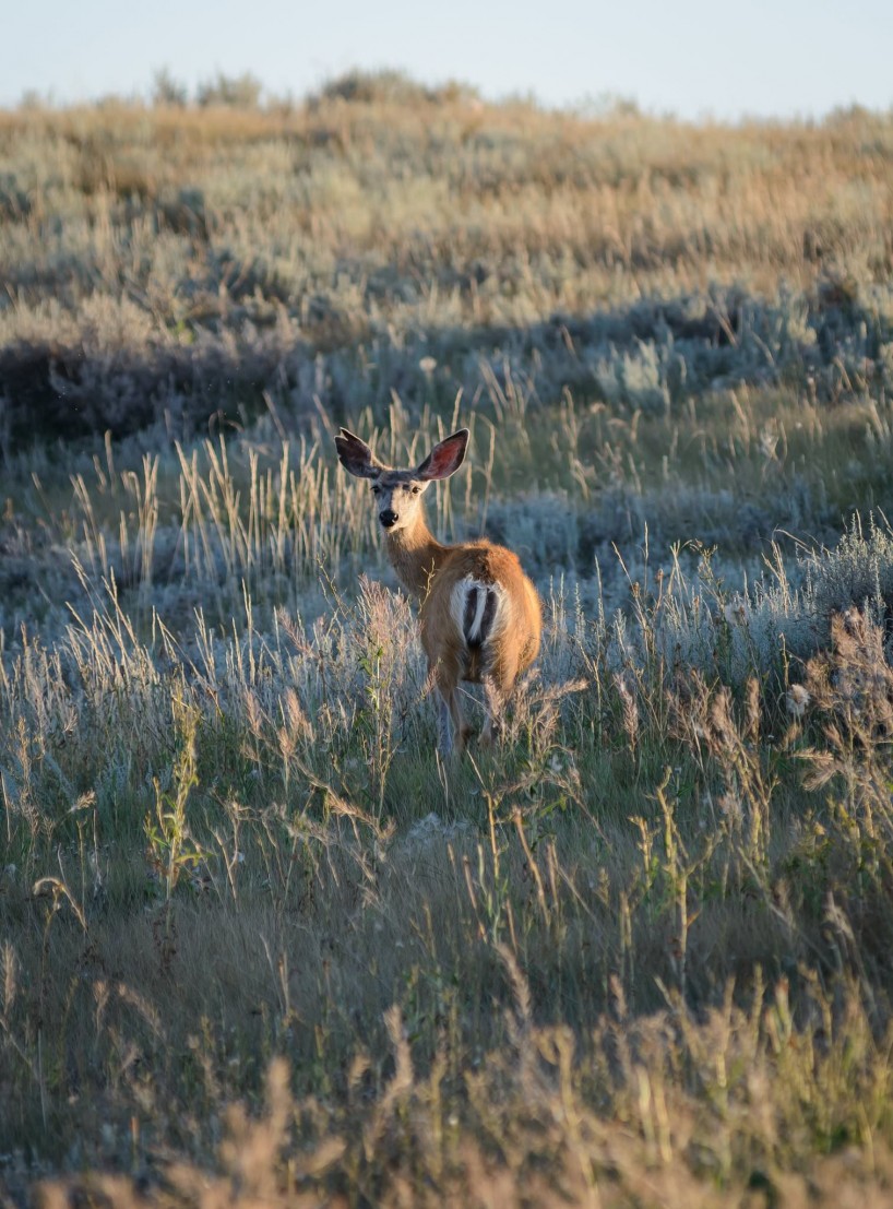 Alberta Visit Aug 2012 : Mule Deer