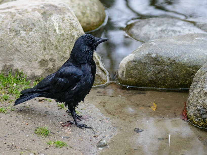 Queen Elizabeth Park, Vancouver, BC : 2012-10-11 : Duck Pond Crow