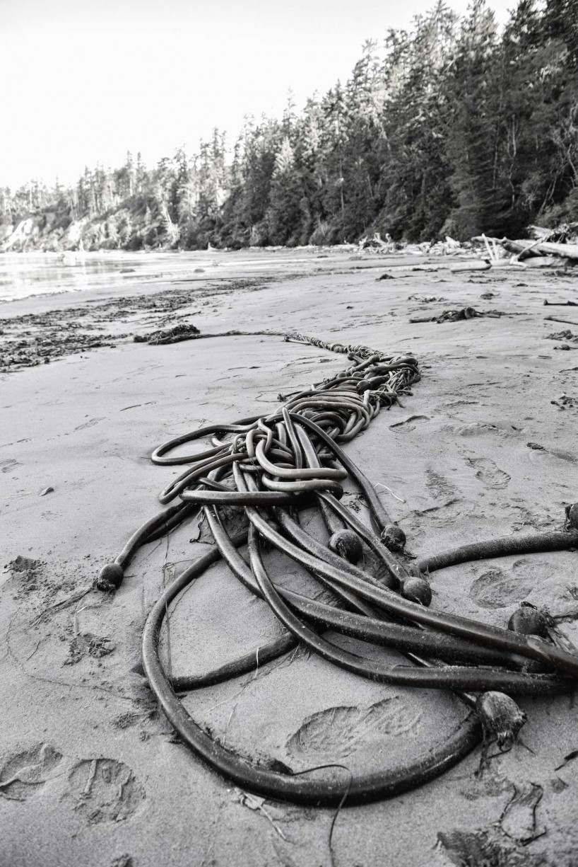 Ucluelet BC Vacation : 2012-10 : Bull Kelp Black and White
