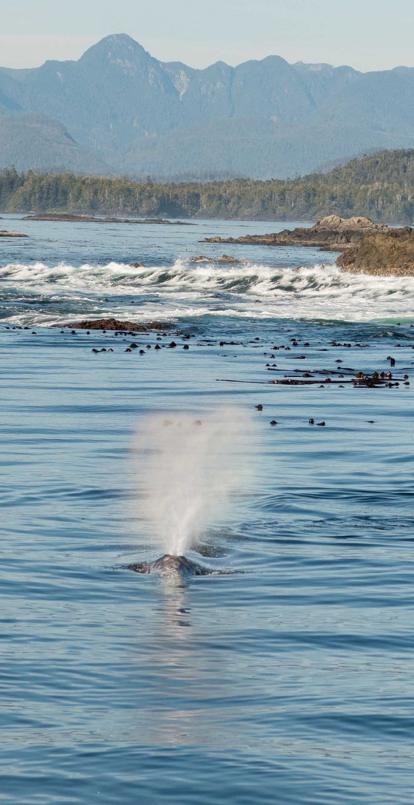 Ucluelet BC Vacation : 2012-10 : Gray Whale