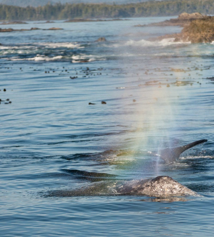 Ucluelet BC Vacation : 2012-10 : Gray Whale Rainbow