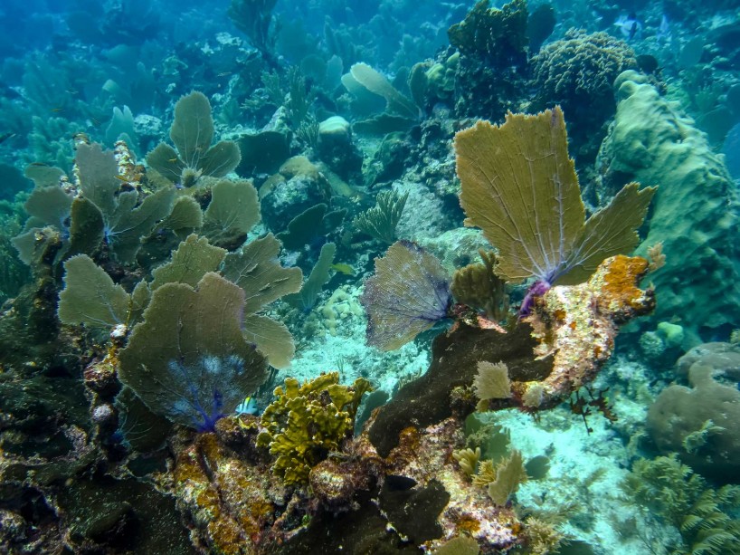 Belize Vacation : Coco Plum Island Resort : Coral Reef