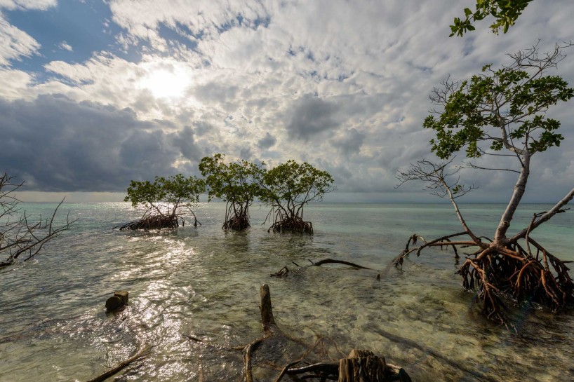 2012-12-01 : Belize Vacation : Coco Plum Island Resort : Mangrove Trees