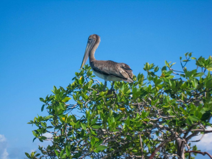 2012-12-02 : Belize Vacation : Coco Plum Island Resort : Pelican Unhappy With Us