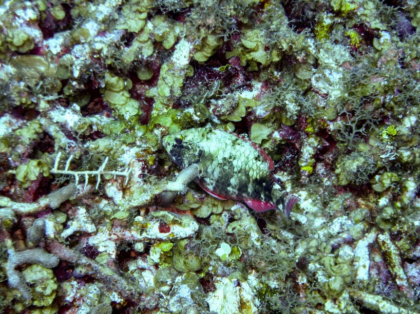 2012-12-05 : Belize Vacation : Scuba Diving : Fish Camouflage