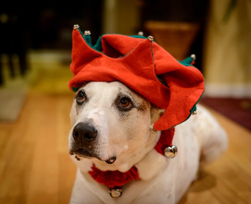 Cedric Christmas 2012 - Dogs dressed up for the holidays