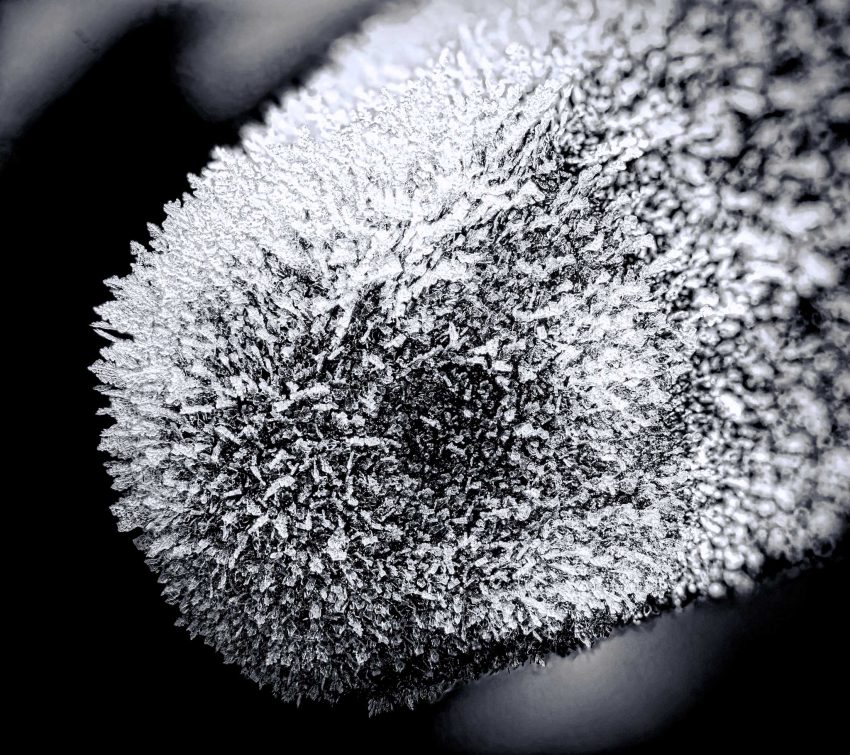 Nikon D800 Macro - Frosty Morning - Black and White Focus Stack