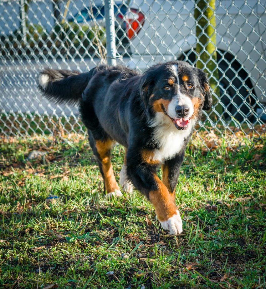 Shelter Dogs Vancouver 20130222 Bernese Mountain Dog
