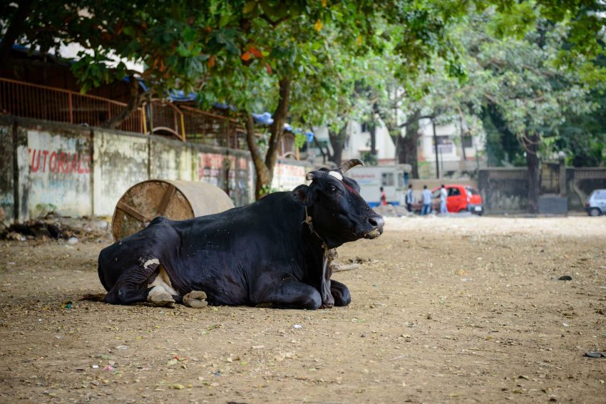 2012 Oct : Mumbai India Visit : Cow