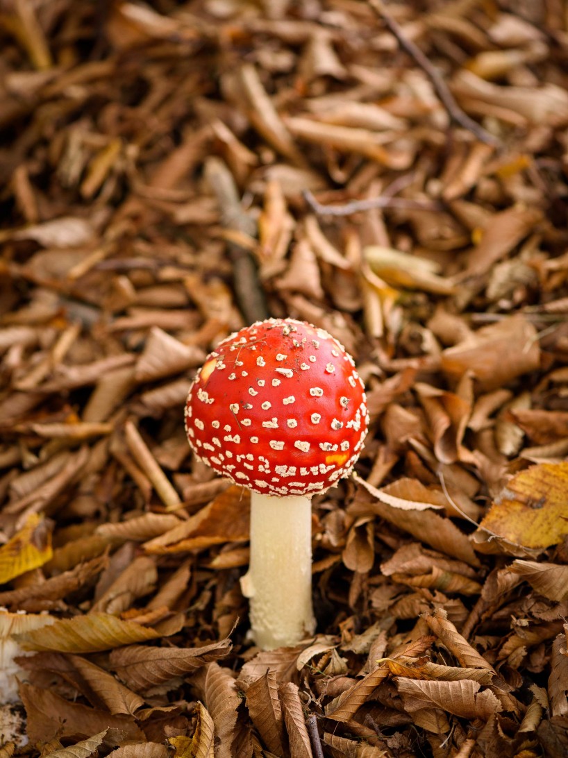 2015-10-21-2015-10-21-October-Flowers-and-Mushrooms-5862-MKH