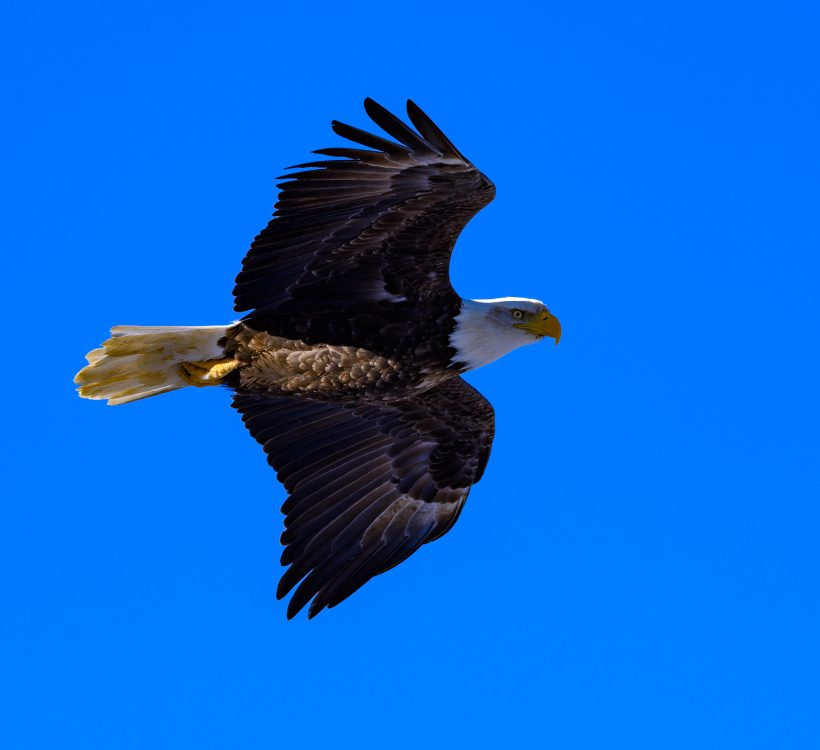 Brackendale Bald Eagle in Flight : Nikkor 200-500 f/5.6 VR Lens