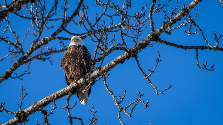 Squamish Bald Eagles : 2016-01-02 : Nikon D810 & Nikkor 200-500 : Eagle in Tree