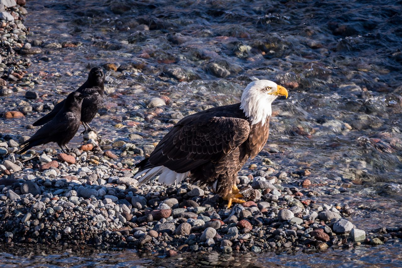Squamish Bald Eagles : 2016-01-02 : Nikon D810 & Nikkor 200-500 : Eagle and Crow Buddies