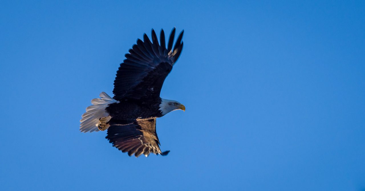 Squamish Bald Eagles : 2016-01-02 : Nikon D810 & Nikkor 200-500 : Flying High