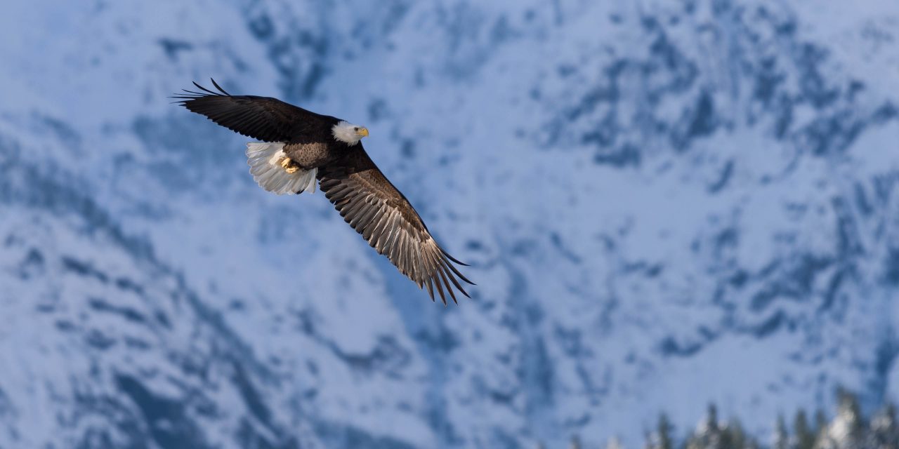 Squamish Bald Eagles : 2016-12-12 : Nikon D810 & Nikkor 200-500 : Majestic